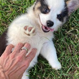 Pembroke Welsh Corgis from Black River Kennels