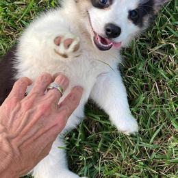 Pembroke Welsh Corgis from Black River Kennels