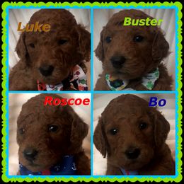 Poodle Puppies from Prissy Pants Poodles LLC