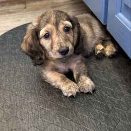 Leroy - Brindle male Dachshund puppy in Easley, South Carolina from Castle Hill Doxies, LLC