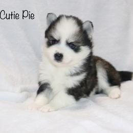 Cutie Pie - Black and white female Pomsky puppy in Denham Springs, Louisiana from Bayouland Pomskies
