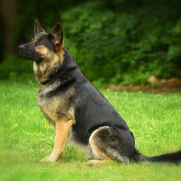 Pearl - German Shepherd