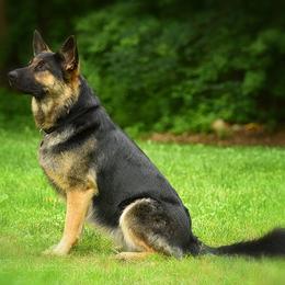 Pearl - German Shepherd