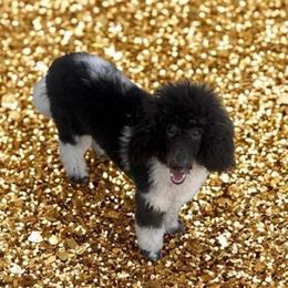 Gigi - Poodle