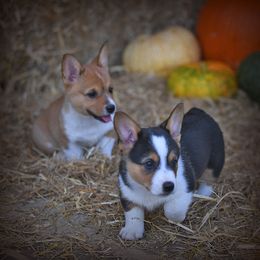 Pembroke Welsh Corgi Puppies from Dream Corgis