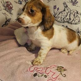Prada - Piebald female Dachshund puppy in Bergen, New York from T. Rex Doxies & Friends