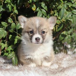 White collar - Red male Pembroke Welsh Corgi puppy in Caliente, California from Rafter Cross 7
