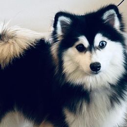 Bella - Pomsky