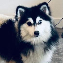 Bella - Pomsky