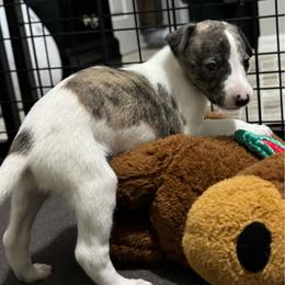 Boy 1 - Fawn brindle male Whippet puppy in Winter Garden, Florida from Infinity Whippets