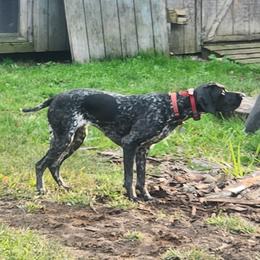 German Shorthaired Pointer All Grown Up from Lake Effect GSP's