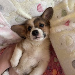 Roxy - Red Pembroke Welsh Corgi puppy in Dickinson, Texas from Gulf Coast Corgis