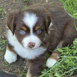 KitKat RTF - Red tri female Miniature Australian Shepherd puppy in Spirit Lake, Idaho from Gemstone Ridge Mini Aussies