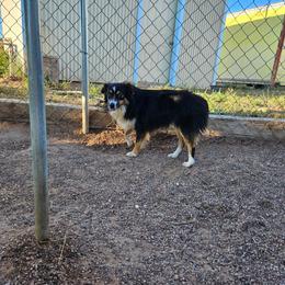Fred - Black tri male Toy Australian Shepherd puppy in Snowflake, Arizona from Halfpint Aussies