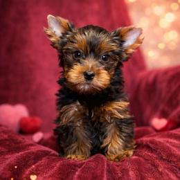 Sophie - Black and gold female Yorkshire Terrier puppy in Daleville, Indiana from Monarch Yorkshire Terriers