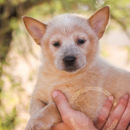 Indo (AKC) - Red speckled female Australian Cattle Dog puppy in Marana, Arizona from Impact 3rd Australian Cattle Dogs