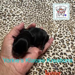 Jagger - Black and tan male Yorkshire Terrier puppy in Dierks, Arkansas from Yorkie’s Klassie Kreations