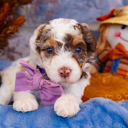 Baby Ruth - Chocolate merle female Bernedoodle puppy in Richmond, Texas from Harper’s Heartbeats