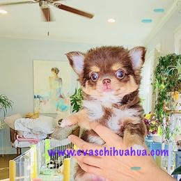 Angel 9980 ( chocolate tri-color ) - Chocolate and tan female Chihuahua puppy in Santa Rosa Beach, Florida from Eva's Chihuahua