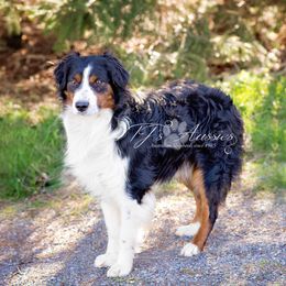 Bruno - Miniature Australian Shepherd