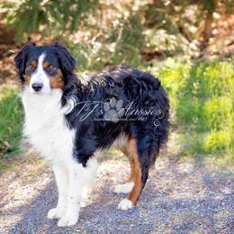 Bruno - Miniature Australian Shepherd
