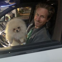 Pomeranian Puppies from Halo Poms