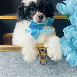 Usher (Teal) - Parti male Poodle puppy in Leoma, Tennessee from Southbound Kennel