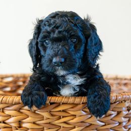 Oreo - Black and white Bernedoodle puppy in Yorba Linda, California from SoCal Doodles