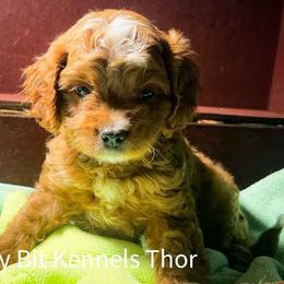 Thor - Red male Cavapoo puppy in Maple Grove, Minnesota from Honey Bit Kennels