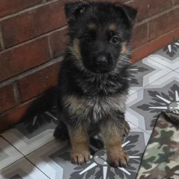Navy - Black and red female German Shepherd puppy in Dansville, New York from Badenheath German Shepherds