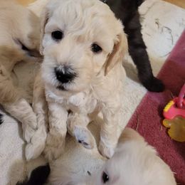 Schnoodle Puppies from RR Schnoodles