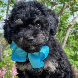 Blue Collar - male Cavapoochon puppy in Waterford, California from Windy Hill Doodles