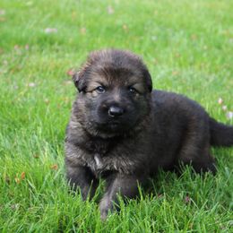 German Shepherd Puppies from Wurdevoll Kennels