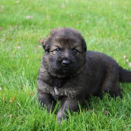 German Shepherd Puppies from Wurdevoll Kennels