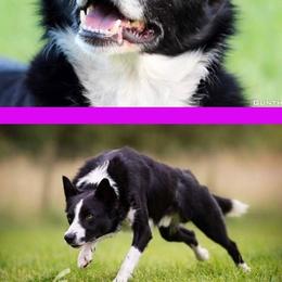 Border Collies from Topflight Dog Sports