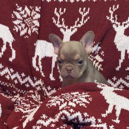 Boy 3 - Liver male French Bulldog puppy in Gerber, California from In The Zone Dog Training and Breeding