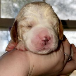 Purple Collar - Lemon and white female Basset Hound puppy in Callao, Virginia from Walk The Line Basset Hounds