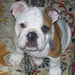 Bulldogs from Sheila's Bulldogs