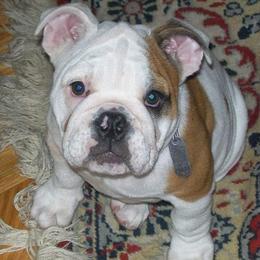 Bulldogs from Sheila's Bulldogs