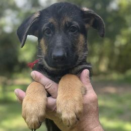 Juliet - Black and red female German Shepherd puppy in Florida from Best Shepherds