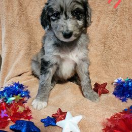 Aussiedoodle Puppies from Stone Shoe Ranch Aussiedoodles