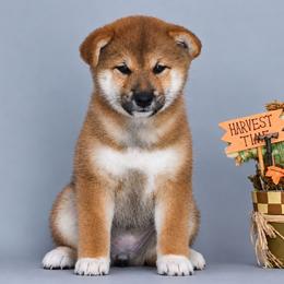 Luna - Red female Shiba Inu puppy in Hollywood, Florida from Bright Ray