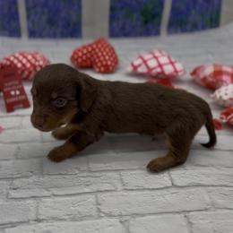 Chocolate and Tan Longhair Male - Chocolate and tan male Dachshund puppy in Killeen, Texas from Southern Dachshunds