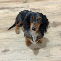 River - Dapple female Dachshund puppy in Stamford, Texas from West Texas Miniature Dachshunds