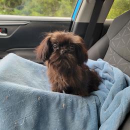 Pretty Prince Prancer - Black male Shih Tzu puppy in Cartersville, Georgia from 100 Acre Woods Shih Tzu Plantation