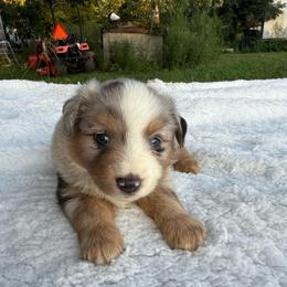 Blue merle with black on her left lower back - Blue merle female Miniature Australian Shepherd puppy in Graham, North Carolina from Thompson Farm Mini Aussies