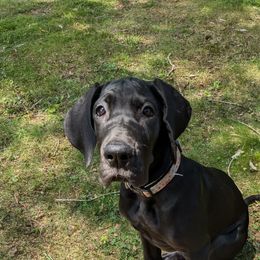 Great Dane Puppies from R&R Breeding and Pet Care