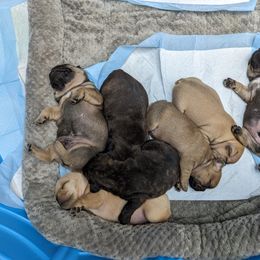 French Bulldog puppies from Alpine Kennel