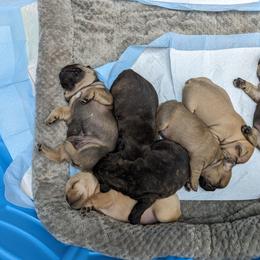 French Bulldog puppies from Alpine Kennel