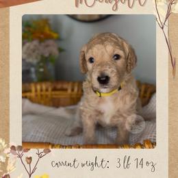 Marigold - Cream female Goldendoodle puppy in Asheboro, North Carolina from Magnolia Farm Doodles